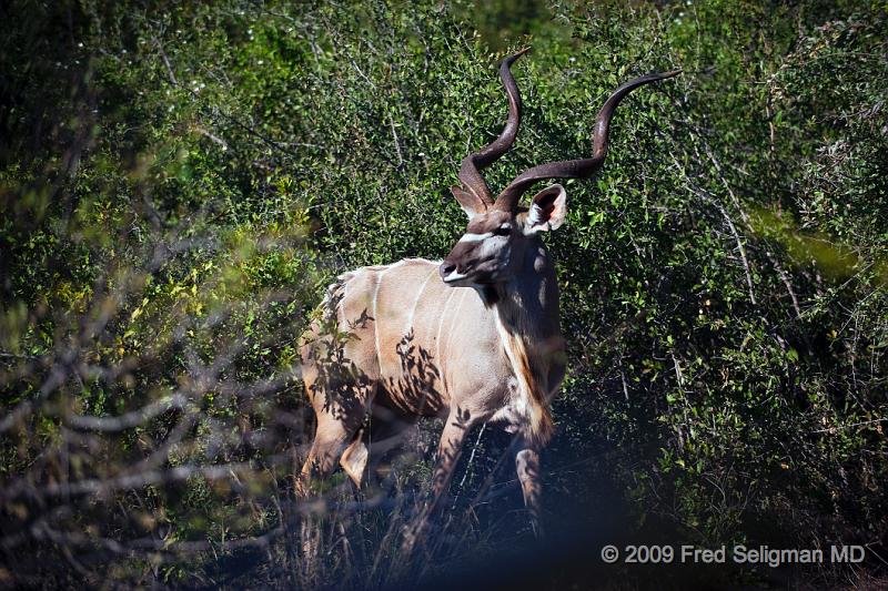 20090615_095233 D3 (5) X1.jpg - Greater Kudu in characteristic 'looking-back' pose